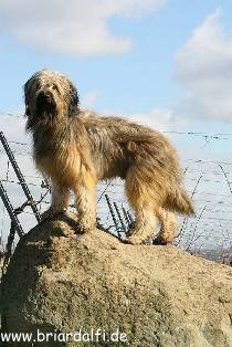Briard 'Alfi de la Sorcière Fauve'